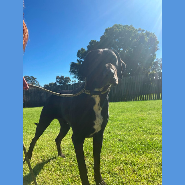 Photo of Blue