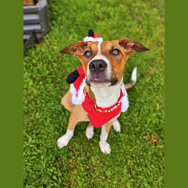 Photo of Gidget *$350 Adoption Fee*