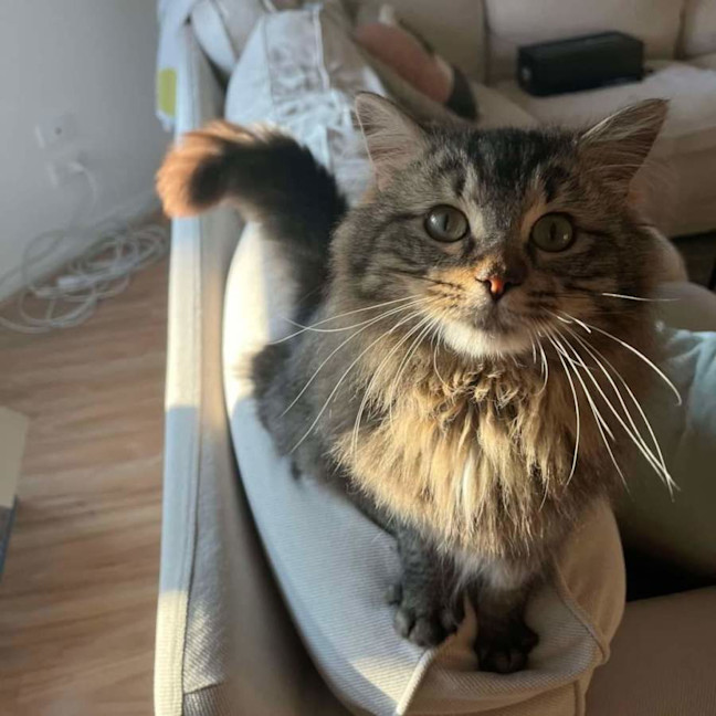 Photo of Lion 🦁