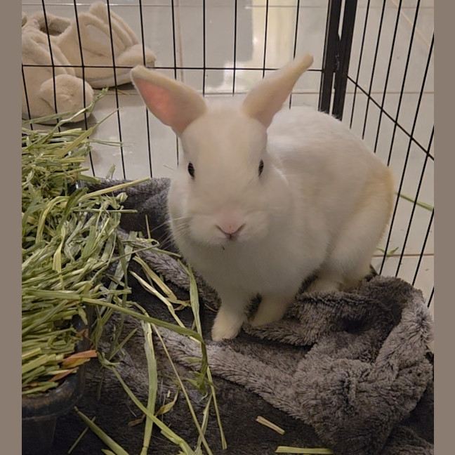 Photo of Jasper