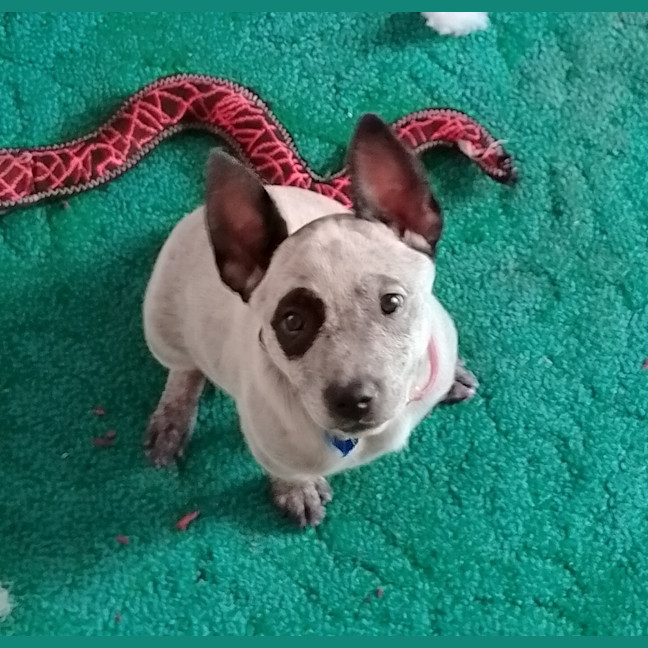 Photo of Poppy