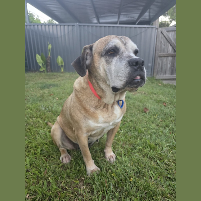 Photo of Chloe *$150 Adoption Fee*