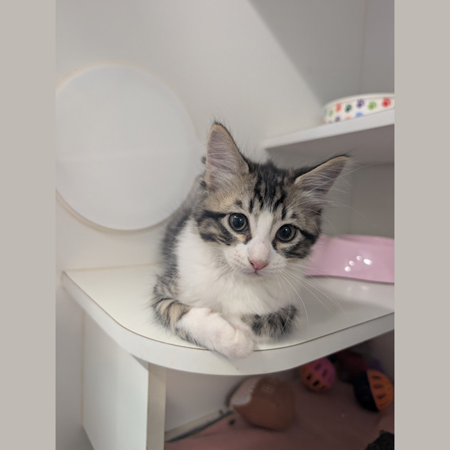 Photo of Lucky