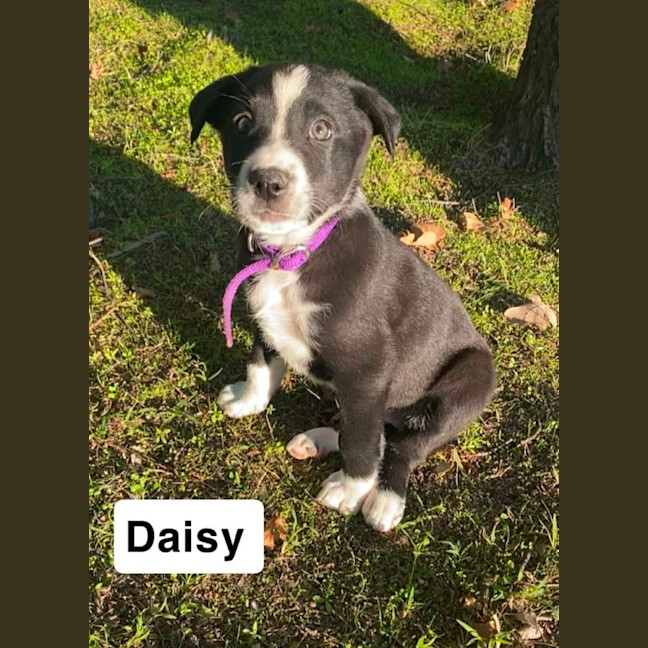 Photo of Daisy ~ 8 Week Old Border Collie X Puppy