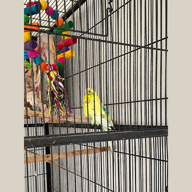 Photo of Our Little Rose Family . Kyuss Cruz And Tynan 