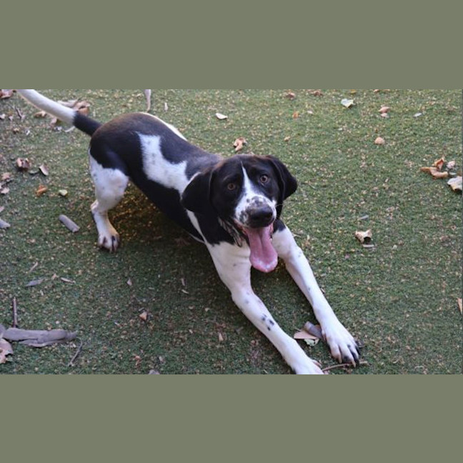 Photo of Maverick