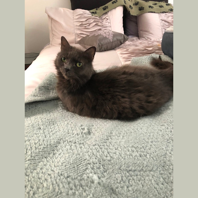 Photo of Gracie *9 Lives Project Rescue*