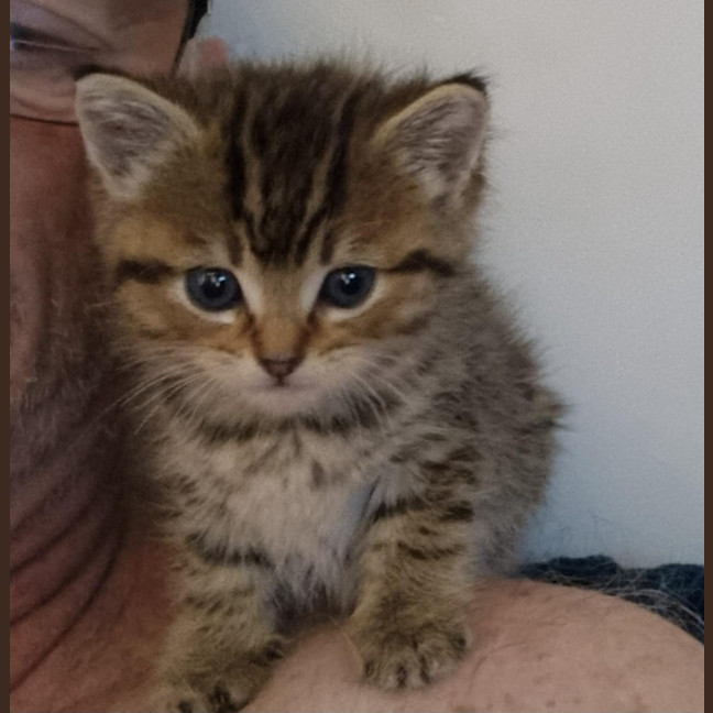 Photo of Aster
