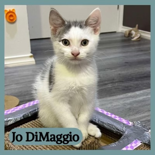 Photo of Jo Di Maggio