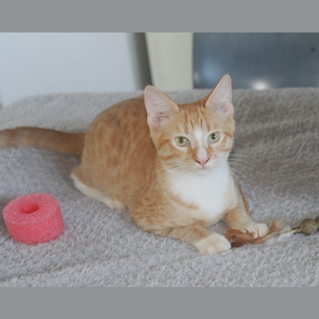 Photo of Gizmo
