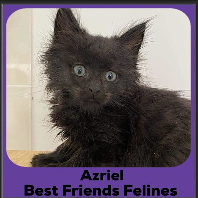 Photo of Azriel 