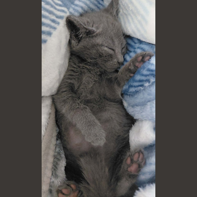 Photo of Annie