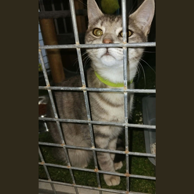 Photo of Sapphire