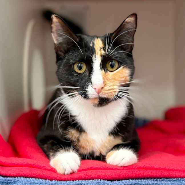 Photo of Rainbow Brite