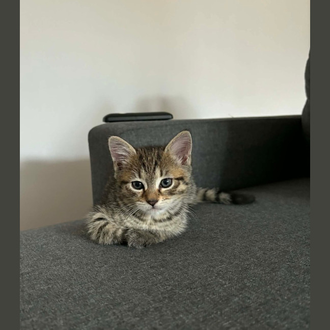 Photo of Twix 