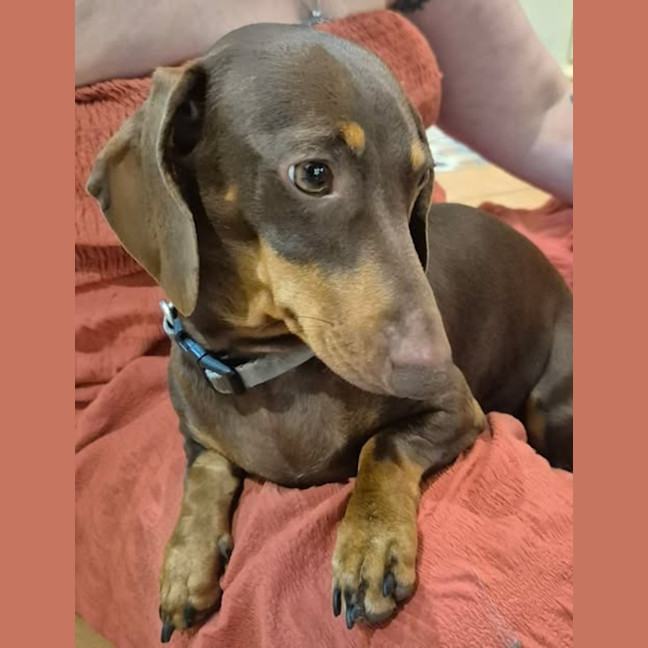 Photo of Chai