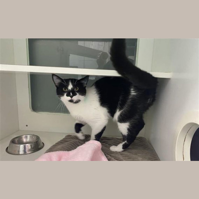 Photo of Comet