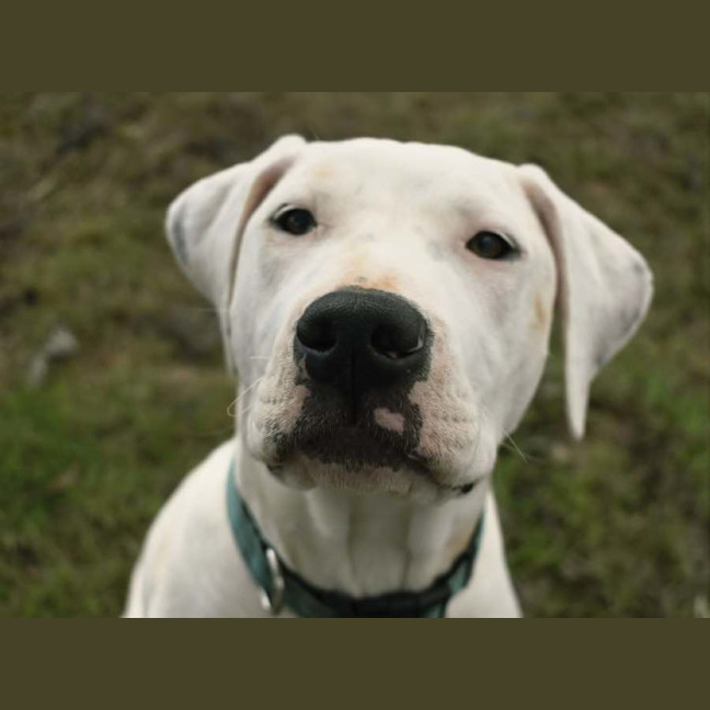 Photo of Snowball