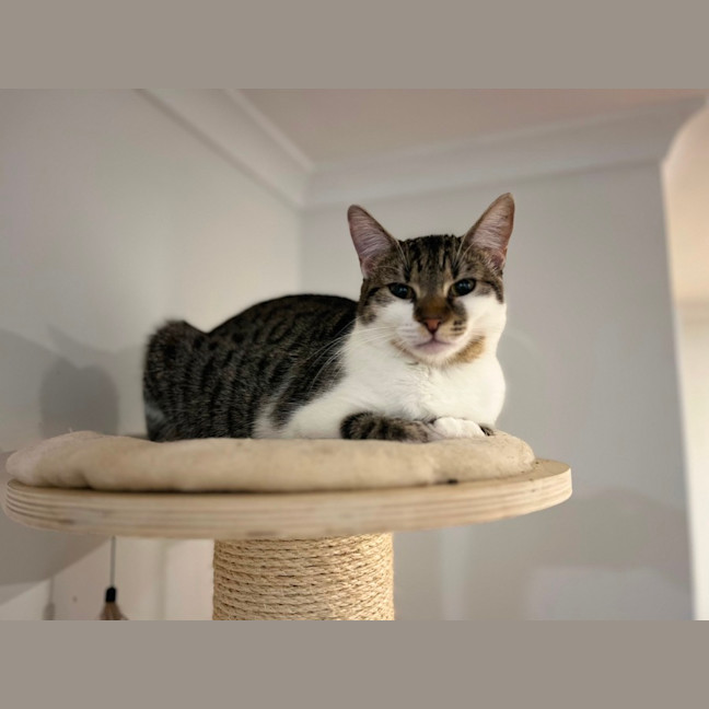 Photo of Pearl