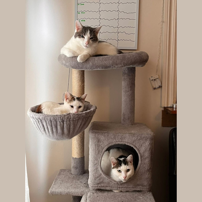 Photo of Minty, Ruby & Suki 