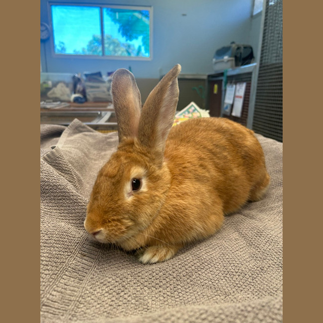 Photo of Chomp