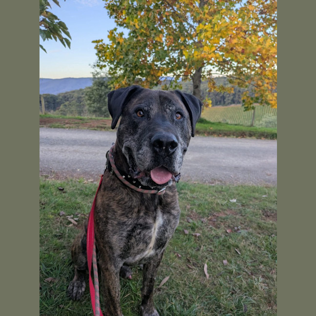 Photo of Dexter