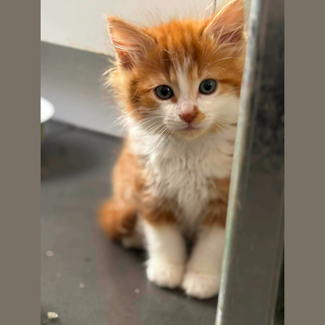 Photo of Opie
