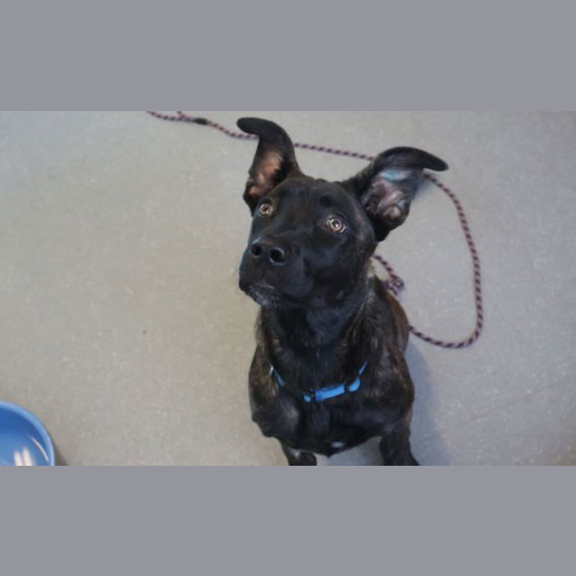 Photo of Koda