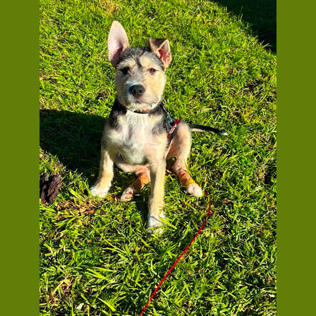 Photo of Chief
