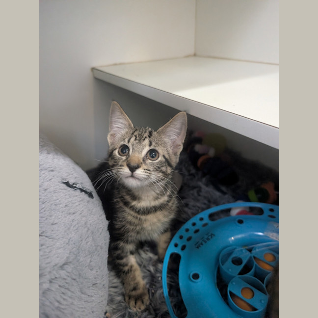 Photo of Midge