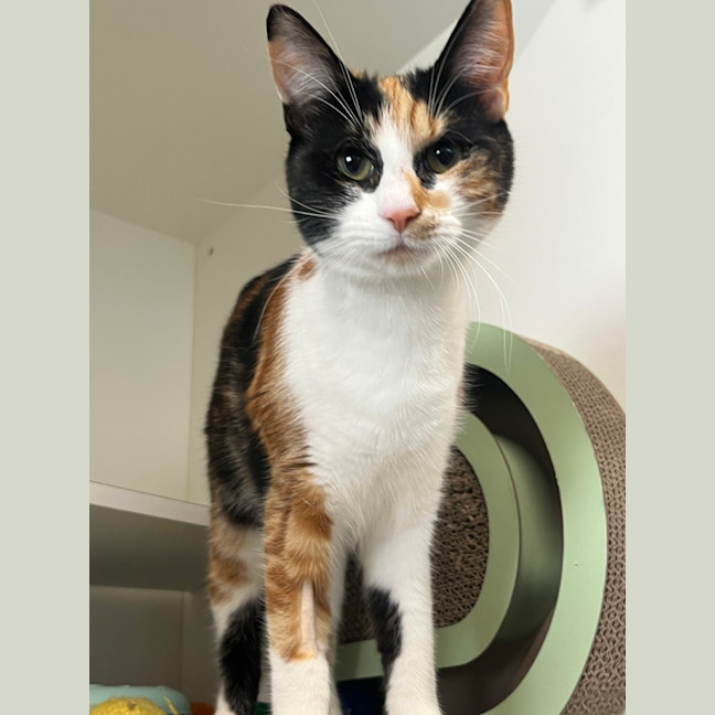 Photo of Willow