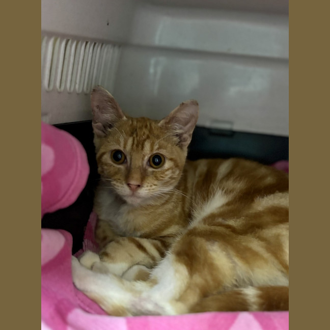 Photo of Golden Syrup