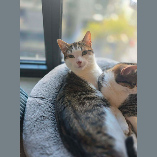Photo of Meowcolm ** 2nd Chance Cat Rescue **