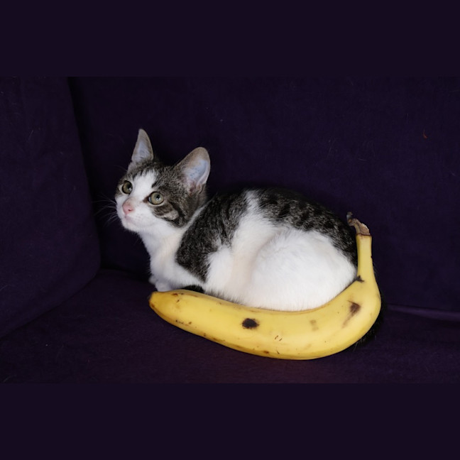 Photo of Thimble