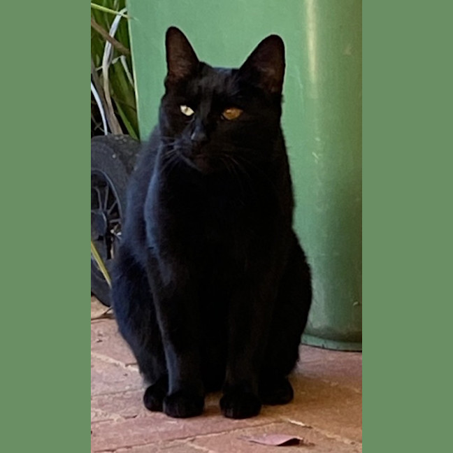 Photo of Miso