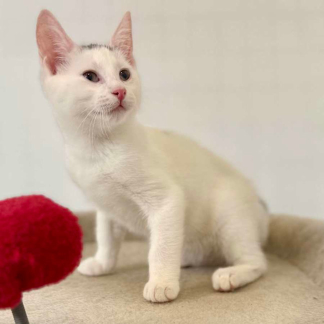 Photo of Bernie   Located In Bellfield