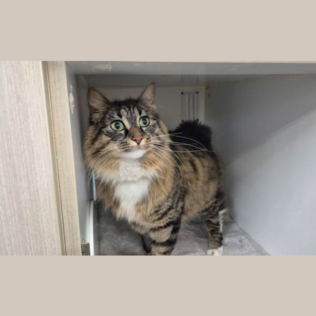 Photo of Kitty