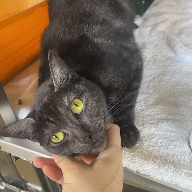 Photo of Cosmo