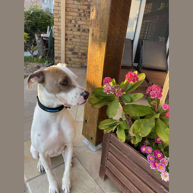 Photo of Dustin *$150 Adoption Fee*