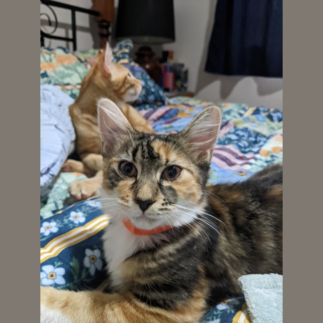 Photo of Tigger
