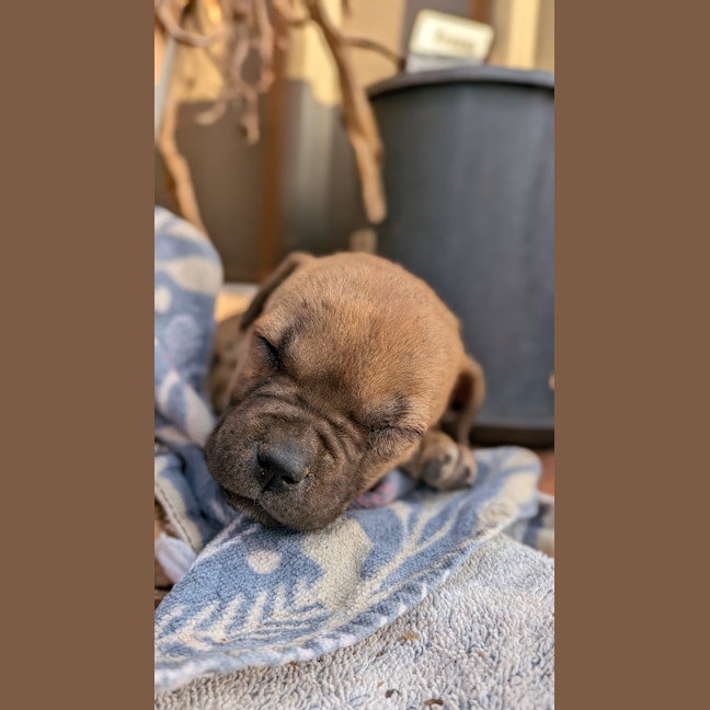Photo of Dot