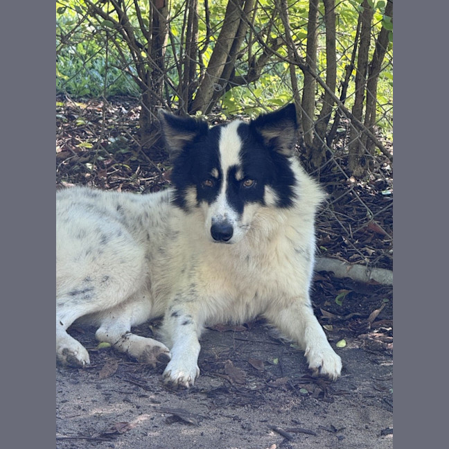 Photo of Panda