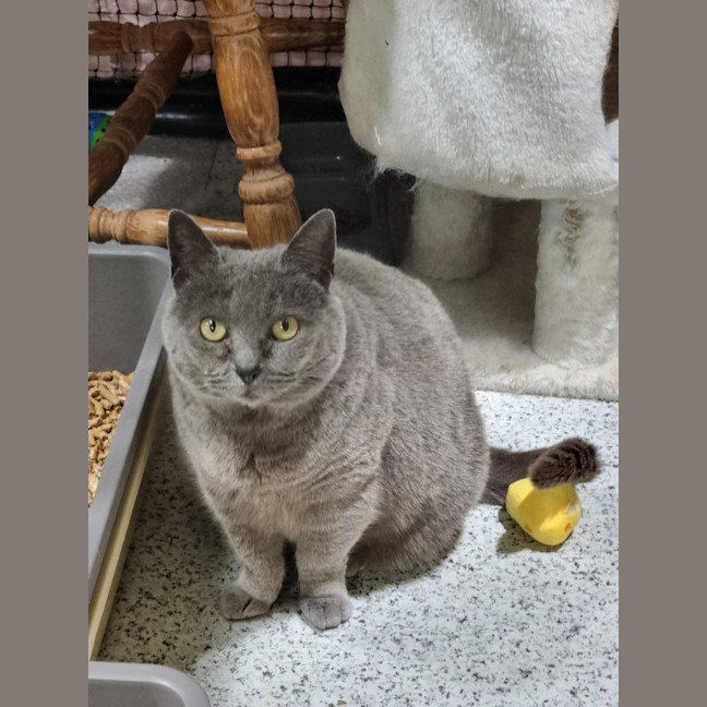 Photo of Rosie