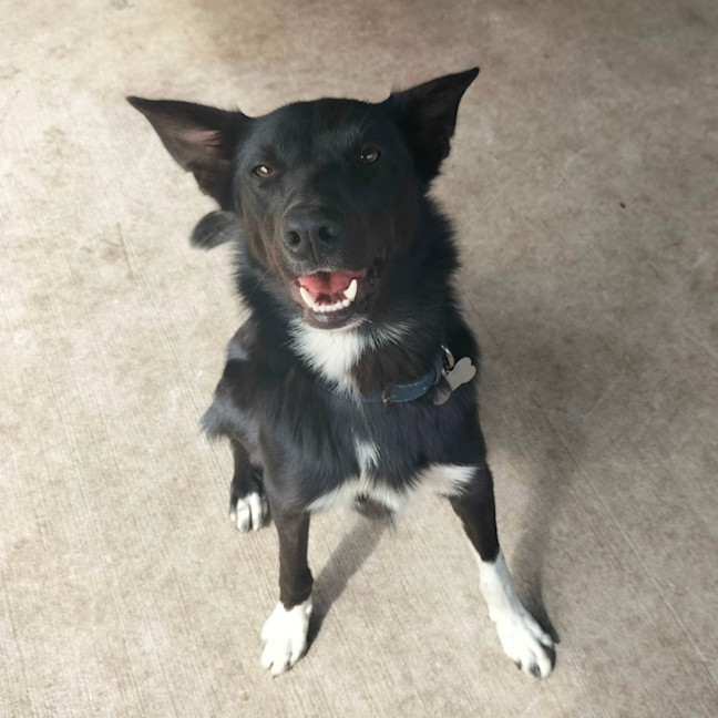 Photo of Bhoot   Assisted Rehome