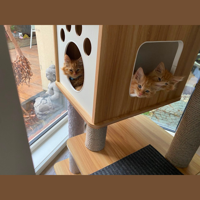 Photo of Toulouse Meet Me At Pet Stock Chelsea