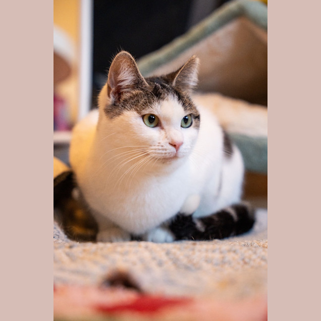 Photo of Tibby