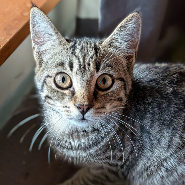 Photo of Lola
