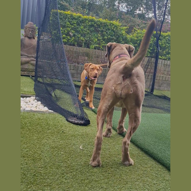 Photo of Roxy   5 Month Old Dogue De Bordeaux X