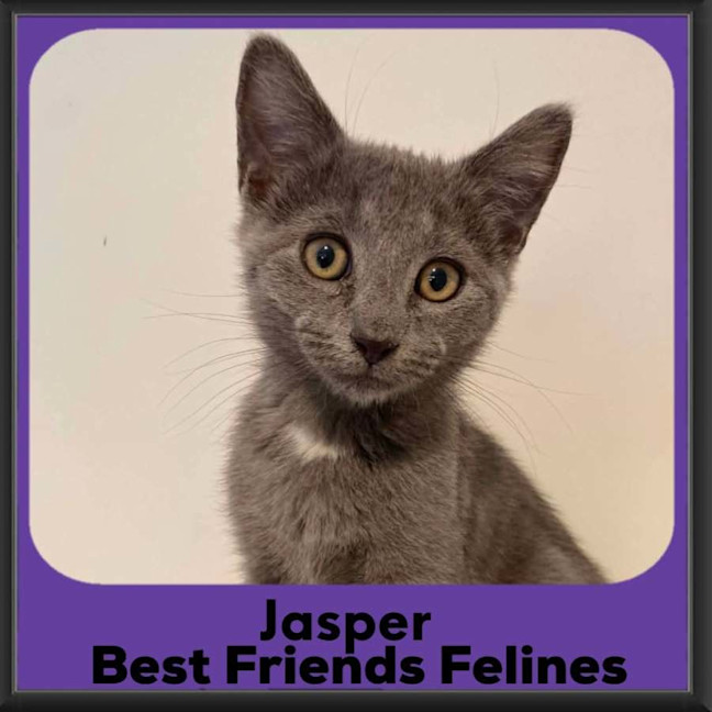 Photo of Jasper 