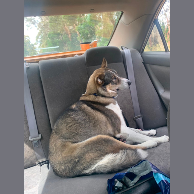 Photo of Snickers
